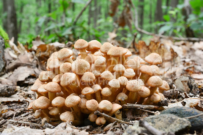 Cluster of Armillaria tabescens or Ringless Honey Fungus