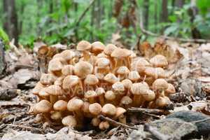 Cluster of Armillaria tabescens or Ringless Honey Fungus