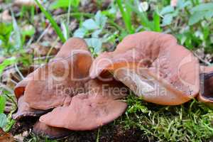 Disciotis venosa or The Bleach cup mushroom