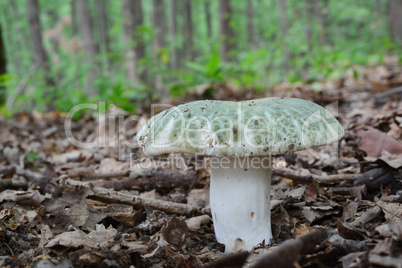 Russula virescens or Greencracked brittlegill  mushroom