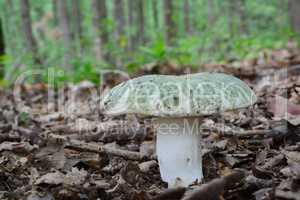 Russula virescens or Greencracked brittlegill  mushroom