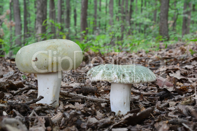 Two green mushrooms in oak forest