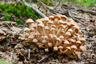 Cluster of Armillaria tabescens or Ringless Honey mushrooms