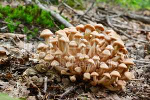 Cluster of Armillaria tabescens or Ringless Honey mushrooms