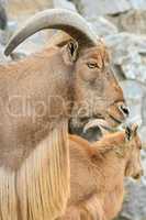 Barbary sheep portrait close up