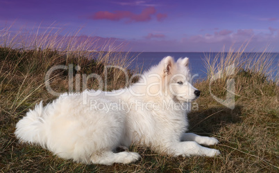 samoyed dog