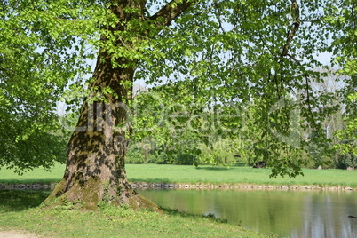 Baum an einem See