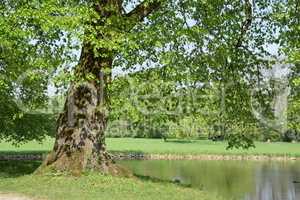 Baum an einem See