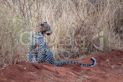 Leopard is sitting, with a dirty mouth, after hunting