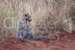 Leopard is sitting, with a dirty mouth, after hunting