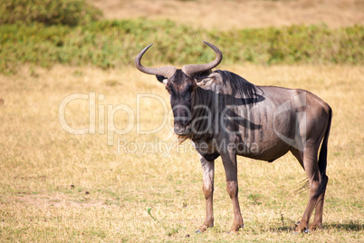 Antelope is standing in the savannah of Kenya, Gnu