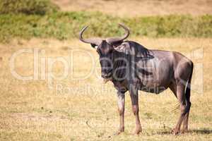 Antelope is standing in the savannah of Kenya, Gnu