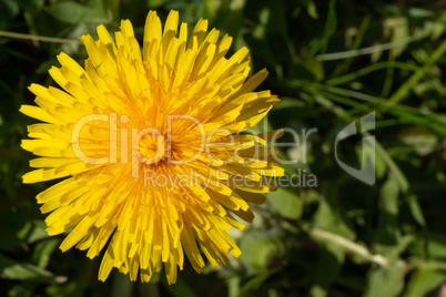 Yellow dandelion in green grass in the meadow