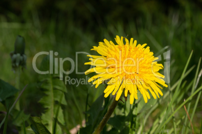 Yellow dandelion in green grass in the meadow