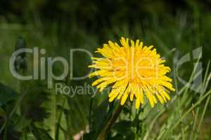 Yellow dandelion in green grass in the meadow