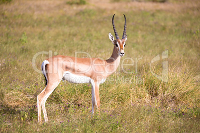 Native antelopes in the grasland of the Kenyan savannah