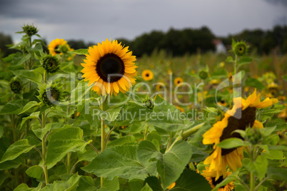 Sunflowers beautiful flowers