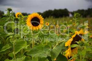 Sunflowers beautiful flowers