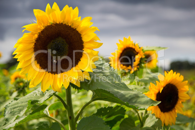 Sunflowers in a park