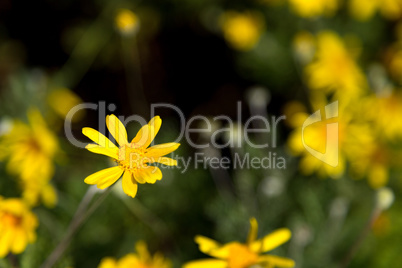 Little yellow flowers with green leaves