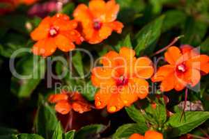 Orange flowers with drops of water on the flowers