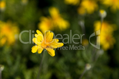 Little yellow flowers with green leaves