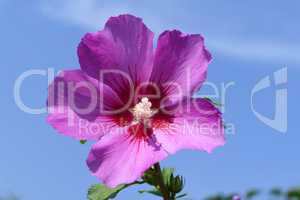 A beautiful pink flower with a blue sky in the background