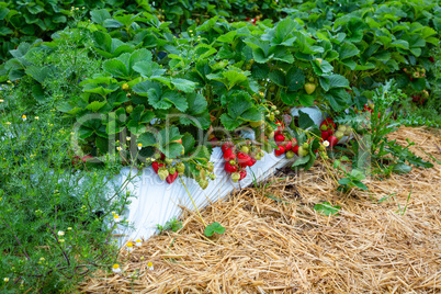 ripe strawberries on straw