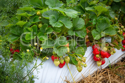 ripe and red strawberries