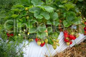 ripe and red strawberries