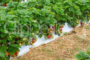 strawberry plants with red fruits