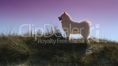 samoyed dog