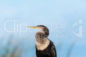 Close up on a female Anhinga bird also known as Anhinga anhinga
