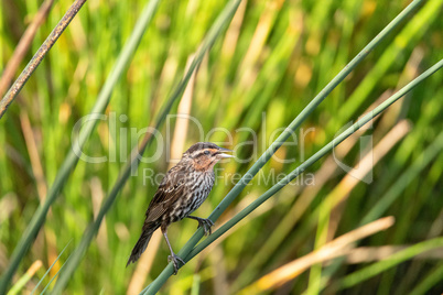 Female red winged blackbird Agelaius phoeniceus in the reeds