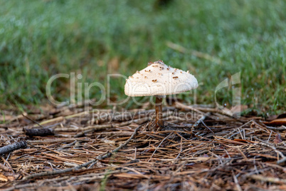 Golden Threads Lepidella  mushroom also called Amanita canescens