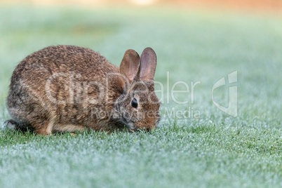 Marsh rabbit Sylvilagus palustris eats green grass