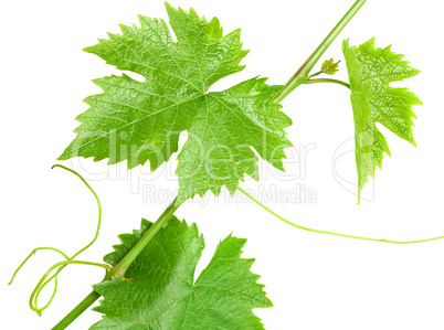 A branch of the vine