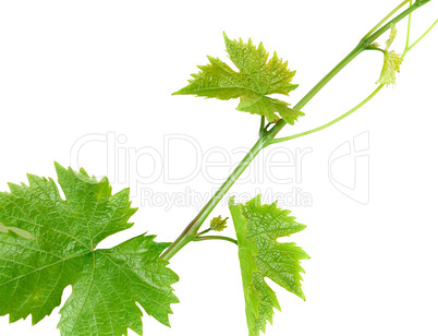 A branch of the vine