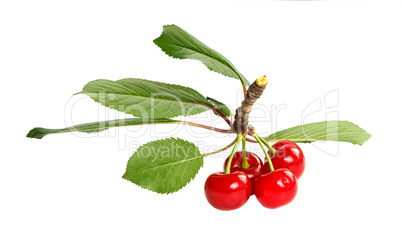 A bunch of ripe cherries