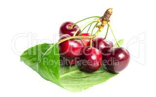 A bunch of ripe cherries