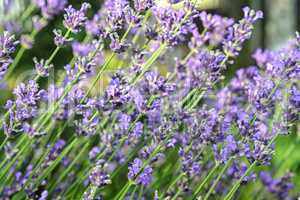 Background of lavender