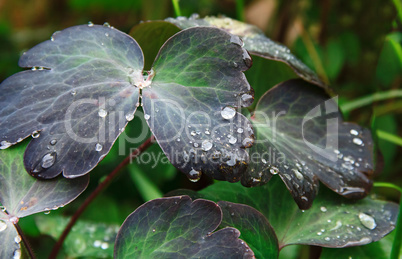 Natural background of leaves