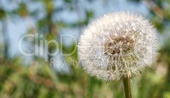 One white fluffy dandelion