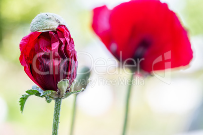 roter Mohn