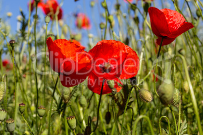 roter Mohn