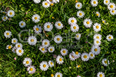 Gänseblümchen