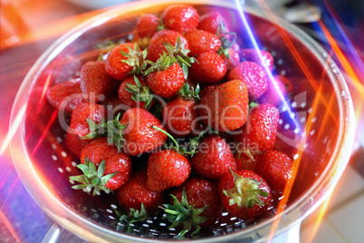 Frische Erdbeeren