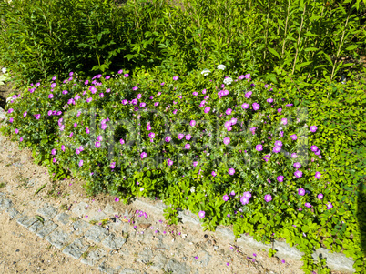 Flowers at the Castle in Hamburg Bergedorf