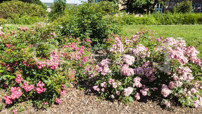 Flowers at the Castle in Hamburg Bergedorf