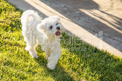 Adorable Maltese Puppy Playing In The Yard